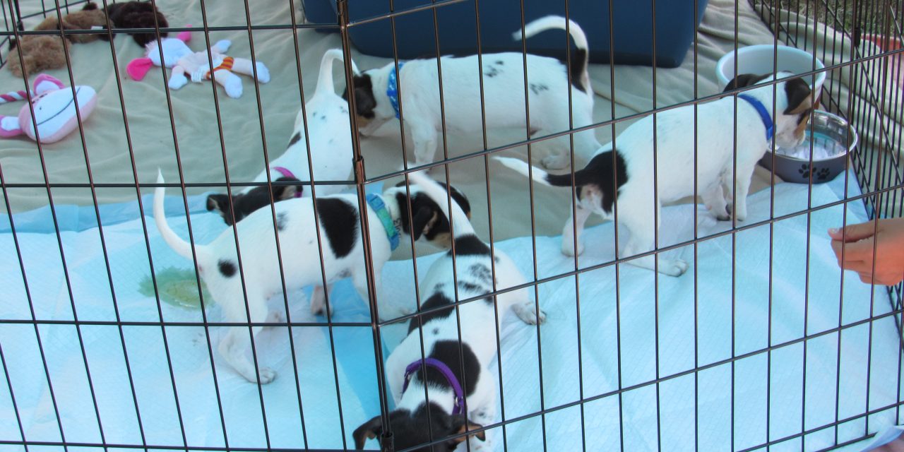 New Leader at San Jose Animal Care and Services, the Largest Animal Shelter in Northern California