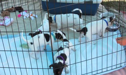 New Leader at San Jose Animal Care and Services, the Largest Animal Shelter in Northern California